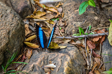 butterfly on nature
