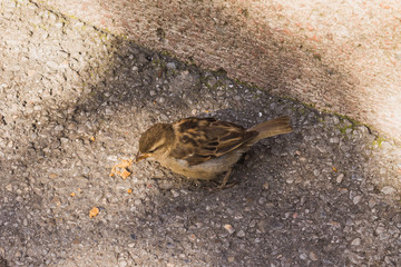 Spatz