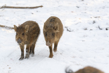 Young wild boar in winter forest