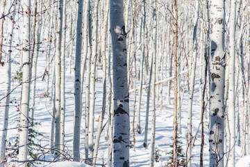Aspen Tree Forest in Winter
