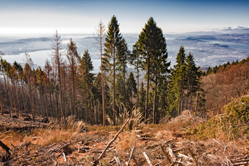 Panoramic view of the fir forest, in the background the lake Maggiore and the lake of Varese, surrounded by mists.