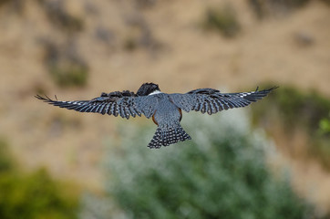 bird with open wings