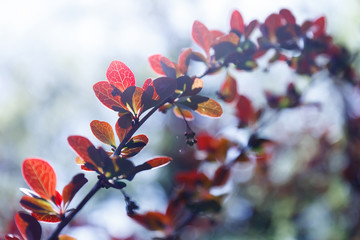 curved barberry branch with young red leaves and spikes close-up