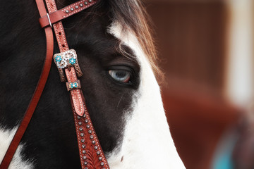 Western pony horse in portraits head eye with western bridle Hackamore..
