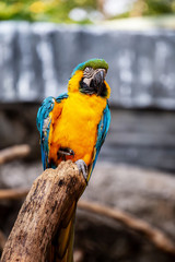 The colorful blue macaw in the nature in the happy life. 
