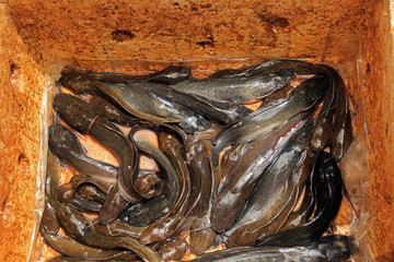 Fresh fish, Tonle Sap, Cambodia