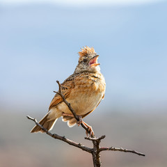 Rufous-naped Lark