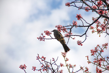 梅の木と鳥
