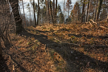 Obraz premium View of the forest in winter, with some large fallen trees.