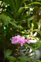 Obraz premium pink flower in the garden