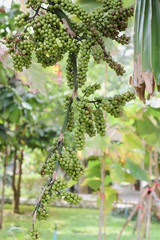 The fruit of Areca nut tree