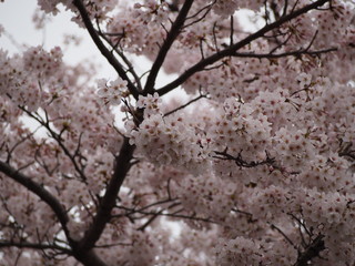 春の花