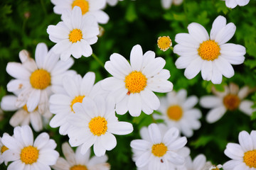 White chamomiles in the meadow. The view from the top.