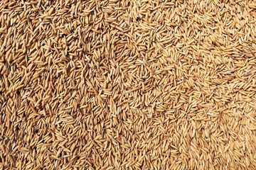 lots rice seed for background