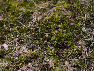 Green grass with dry leaves