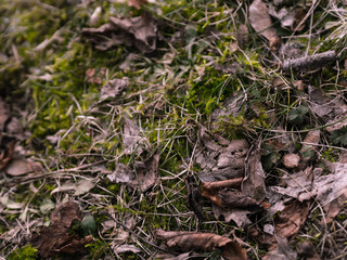 Green grass with dry leaves