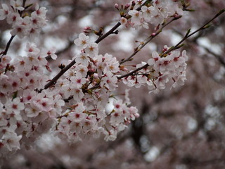 春の花