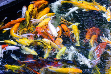 Colorful fancy carp fish or koi fish are swimming. Koi Fish swimming in the pond. Top view and zoom in for close up. Water is clear black and reflection of light.