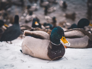 flock of ducks swimming in the lake
