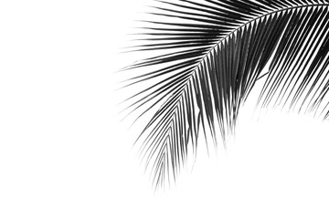 Obraz premium palm coconut leaves on white background