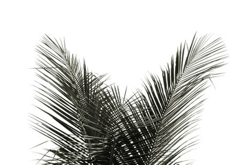 palms leaf