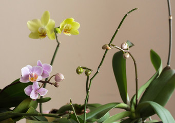 Many orchids branch on isolated background