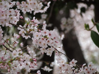 春の花
