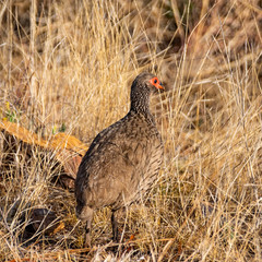 Swainson's Spurfowl