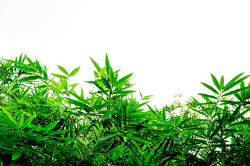 Green bamboo leaves on a white background