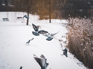flock of ducks swimming in the lake