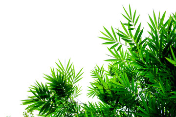 Green bamboo leaves on a white background
