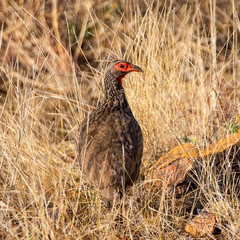 Swainson's Spurfowl