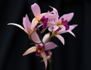 Purple Orchids in Bloom
