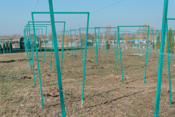 Fototapeta premium Racks for grapes.