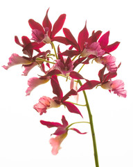 Dark Pink Orchids