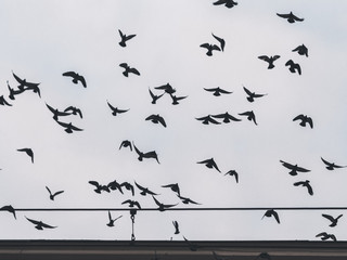 flock of birds flying in the sky