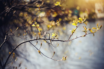 Background with green escapes on lilac bush branches