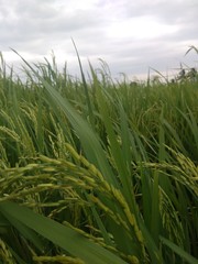 Fototapeta premium Paddy Field Plantation 