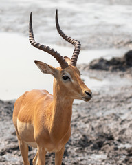 impala ram at a waterhole in the Kruger National Park in South Africa