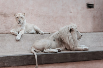 Two white lions are lying.