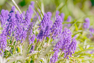 Blue grape hyacinth, Muscari Armeniacum flowers in flowerbed