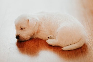 West terrier puppy lying on the floor