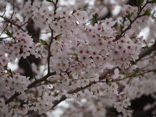 春の花