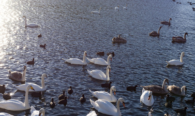 White Swans. River Sunset Swan