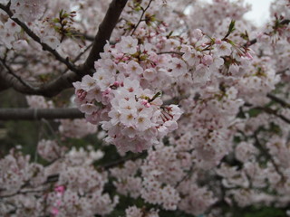 春の花