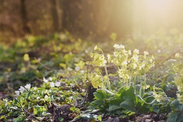 Romantic spring flowers, primrose