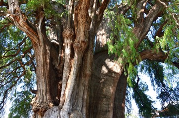 The Tree of Tule. The Widest Tree In Ihe World