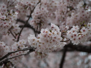 春の花