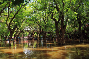 Flooding forest, Kompong Khleang, Tonle Sap, Cambodia 