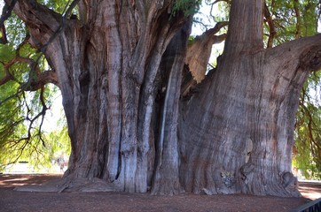 The Tree of Tule. The Widest Tree In Ihe World